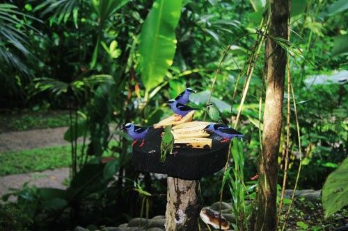 在热带雨林安享自然-Tree Houses in Costa Rica　1.jpg