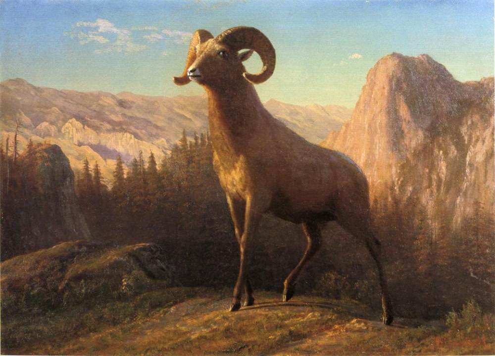 Albert Bierstadt (1830-1902)名作欣赏_A Rocky Mountain Sheep, Ovis, Montana 1879.jpg