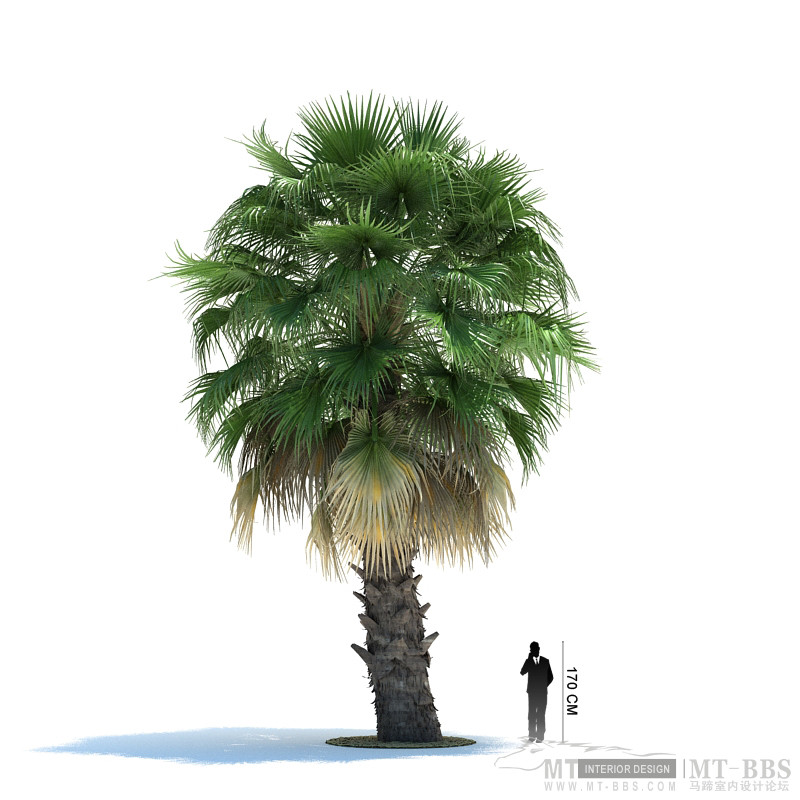 08_Washingtonia_filifera.jpg