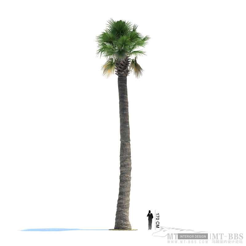 09_Washingtonia_filifera.jpg