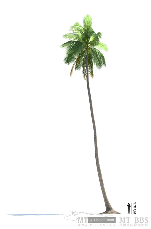 18_Cocos_nucifera.jpg