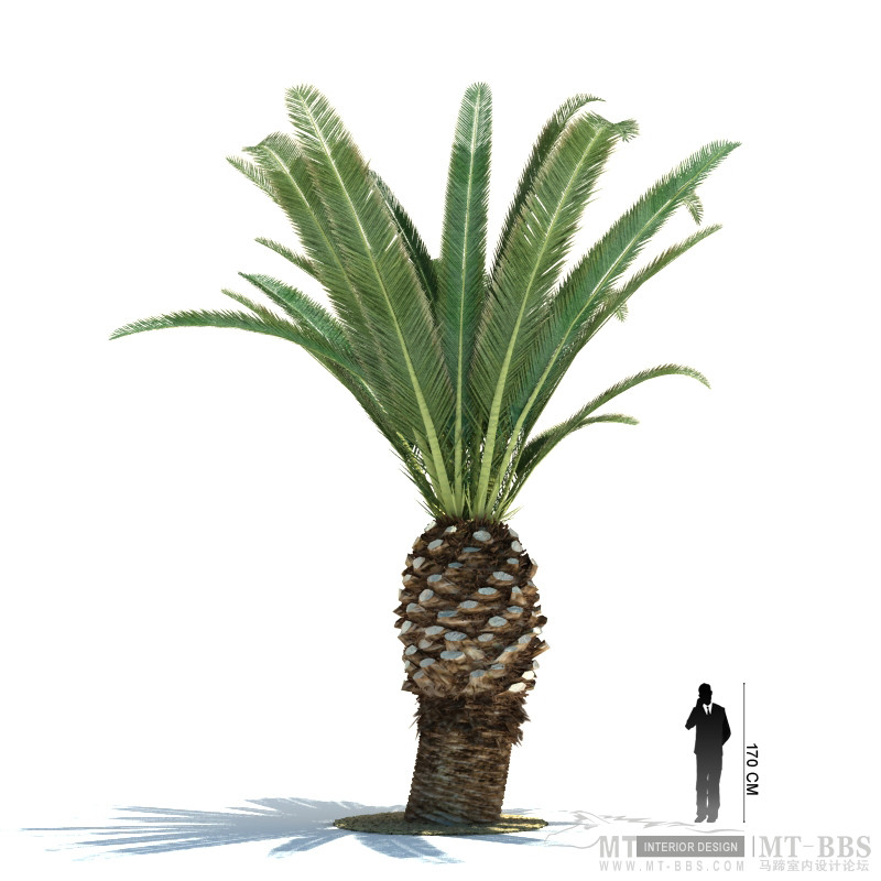 21_Phoenix_canariensis.jpg