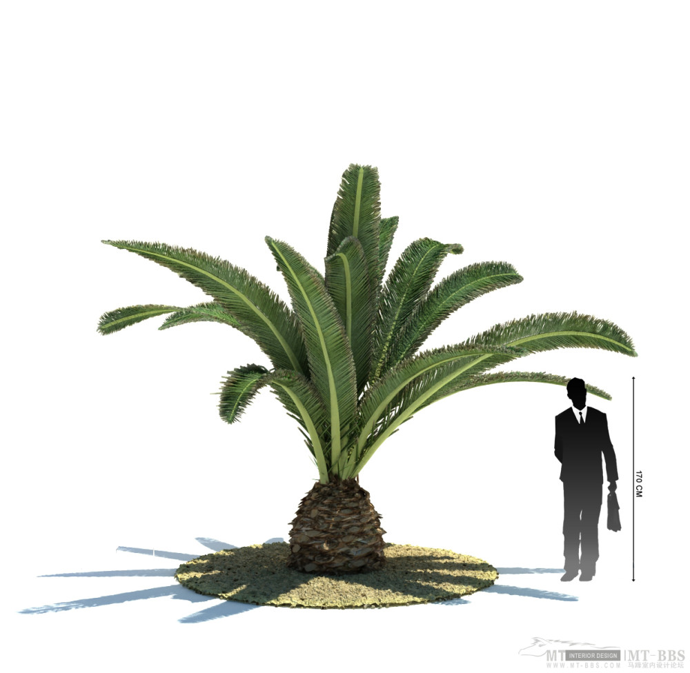 22_Phoenix_canariensis.jpg