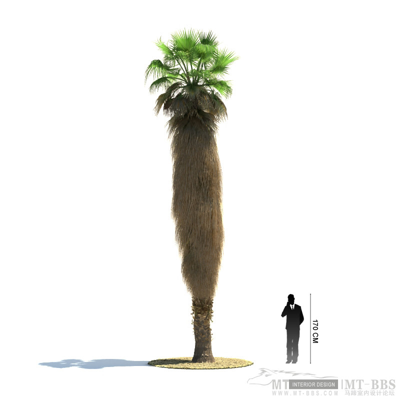 33_Washingtonia_filifera.jpg