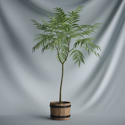 CGAXIS_plants_VRAY 精品模型_19.jpg