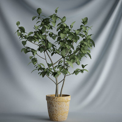 CGAXIS_plants_VRAY 精品模型_08.jpg