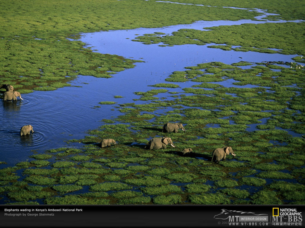 国家地理图片珍藏全集2007_aerial-view-elephants-kenya-981243-lw.jpg