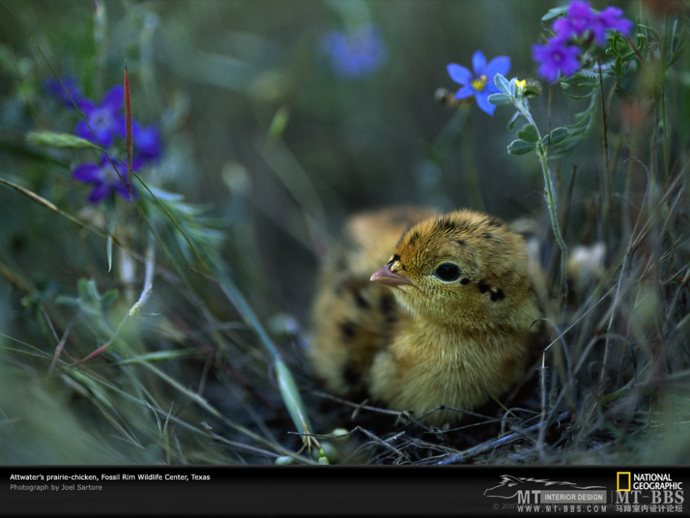 国家地理图片珍藏全集2007_attwaters-prairie-chick-texas-708021-lw.jpg