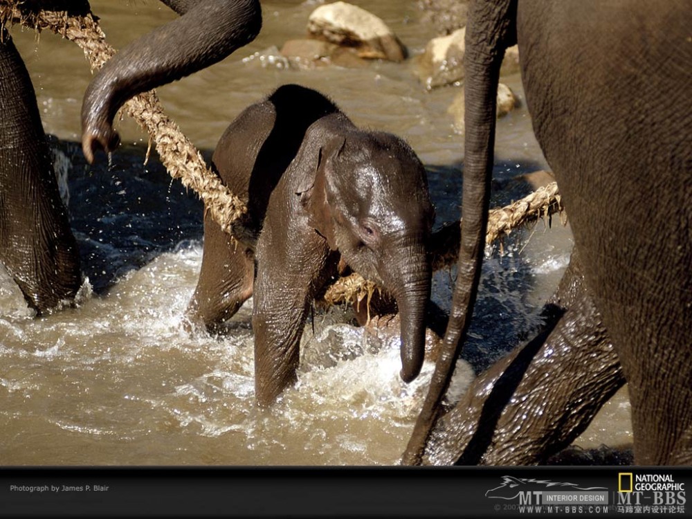 国家地理图片珍藏全集2007_baby-elephant-cross-152392-lw.jpg