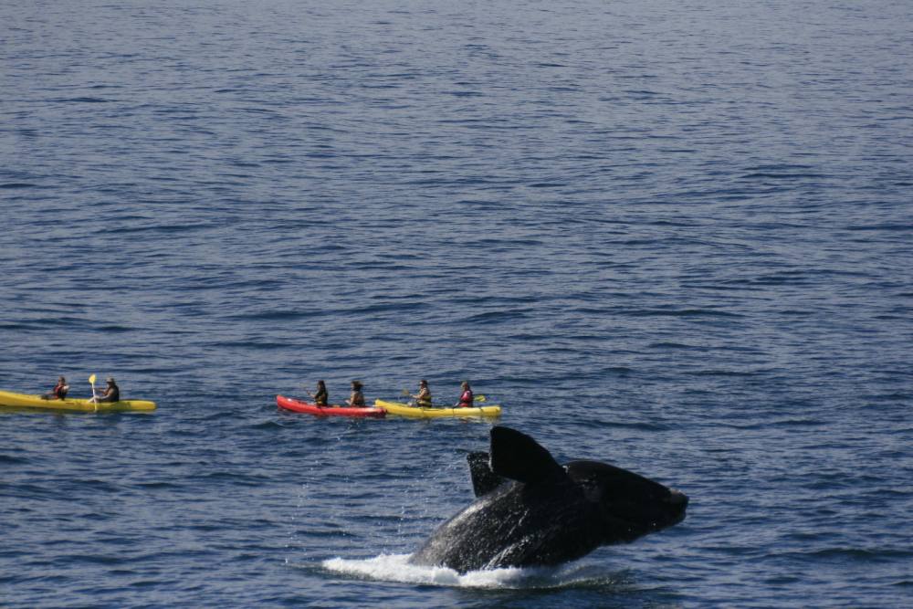 The Marine/南非赫曼纳斯hermanus_marine_38.jpg