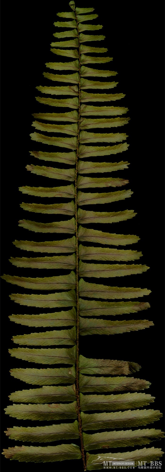 欧式别墅照片及模型_Fern 2, diffuse.JPG