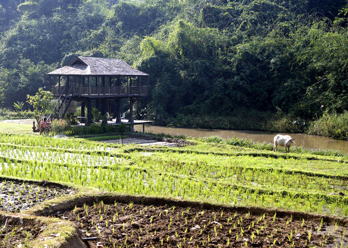 安娜塔拉金三角度假村_Building rice paddy-AGT_142.jpg