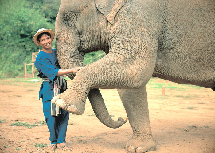 安娜塔拉金三角度假村_Elephant and Mahout-AGT_178.jpg