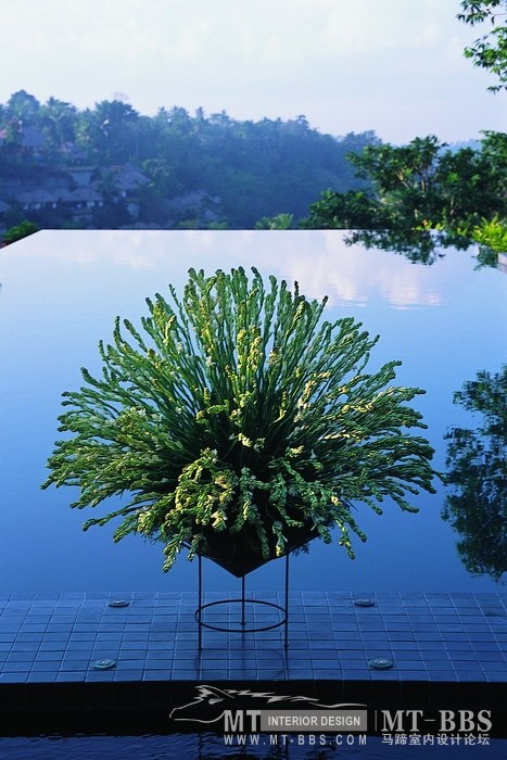 Fower on the pool_缩小大小.jpg