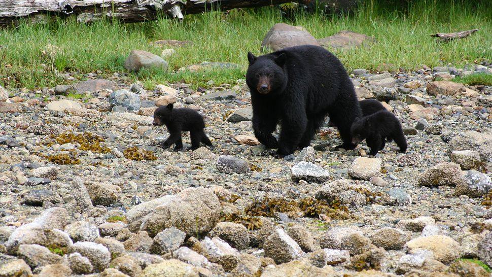 Clayoquot荒野度假村-贝德韦尔河前哨/加拿大,哥伦比亚省_000360-07-wildlife-black-bear.jpg