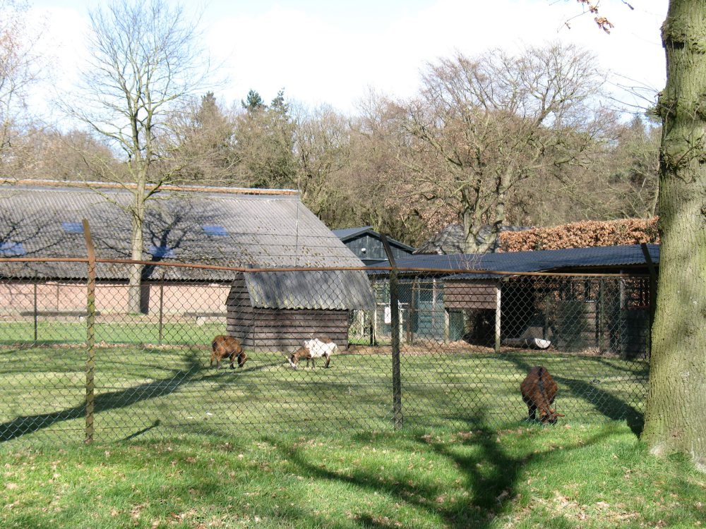 荷兰Amsterdam;Apeldoorn Het nationale park de hoge veluwe 076_调整大小.jpg