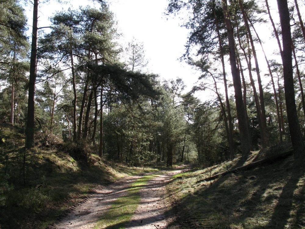 荷兰Amsterdam;Apeldoorn Het nationale park de hoge veluwe 084_调整大小.jpg