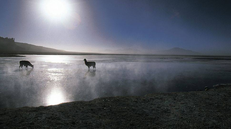 Explora Hotel in 阿塔卡马 / 智利_002241-05-llamas-mist.jpg