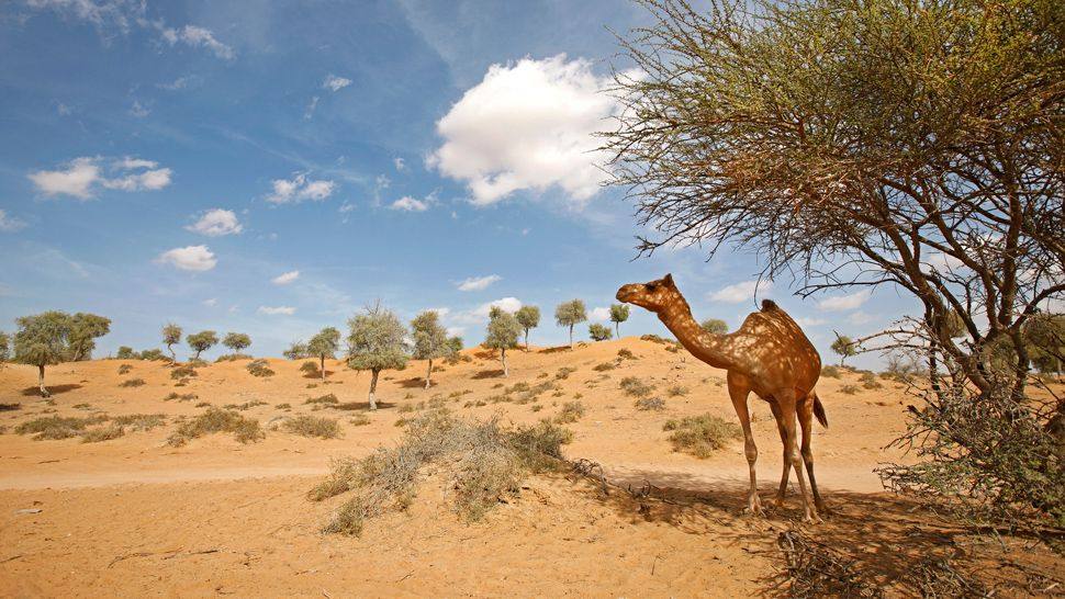阿拉伯联合酋长国艾瓦迪悦榕庄 Banyan Tree Al Wadi Resort_007302-07-camel-desert.jpg