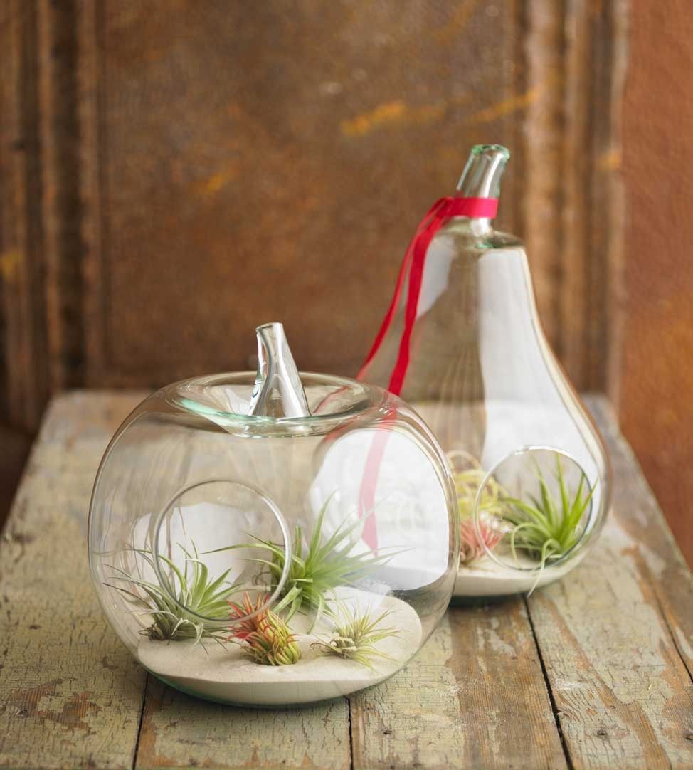 玻璃制品_zm_air-plant-terrarium_1.jpg