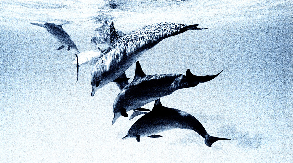 马尔代夫科科拉岛度假村_cocoa_gallery_Dolphins.jpg