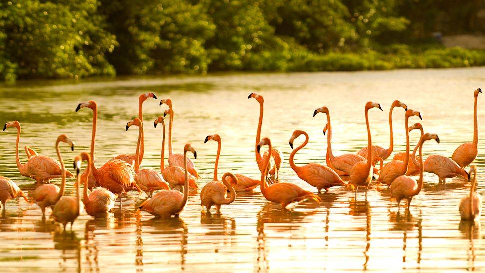加勒比海英属维尔京群岛内克尔岛Necker Island_004746-20-neckerisland-gallery-flamingos.jpg