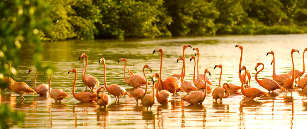 加勒比海英属维尔京群岛内克尔岛Necker Island_neckerisland-gallery-flamingos-large.jpg