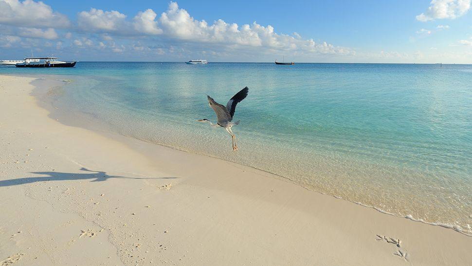 Velassaru Maldives-马尔代夫蔚蓝沙酒店_007220-16-Heron-taking-off.jpg