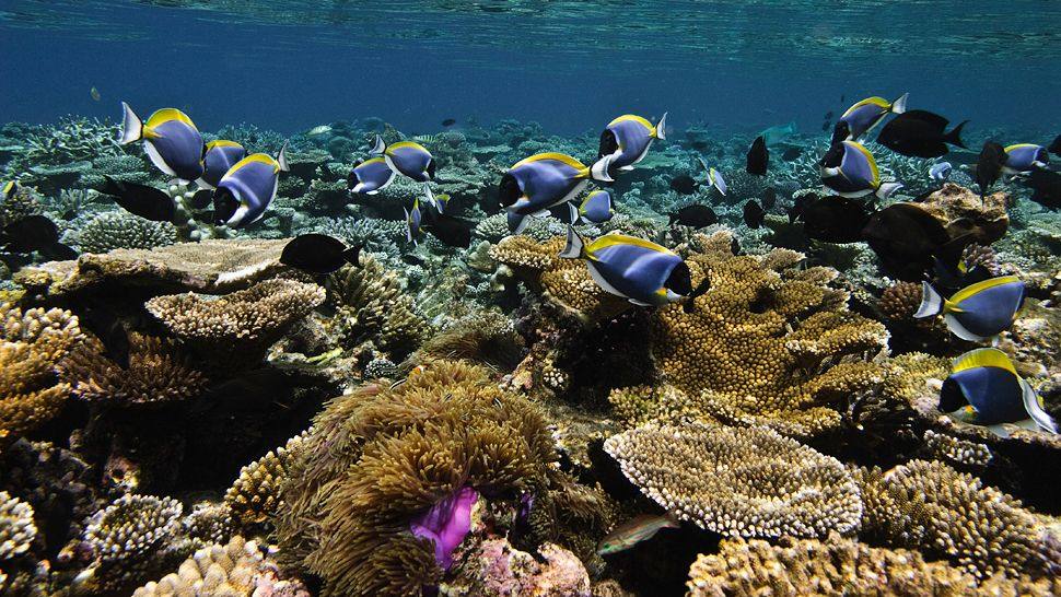 马尔代夫卓美亚德瓦纳芙希度假酒店Jumeirah Dhevanafushi, Maldives_009328-05-activities-Underwater-adventures.jpg