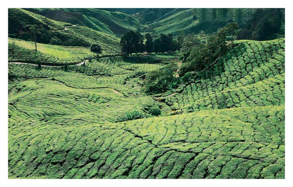 马来西亚金马仑高原度假村_Cameron Highlands Resort_页面_13.jpg