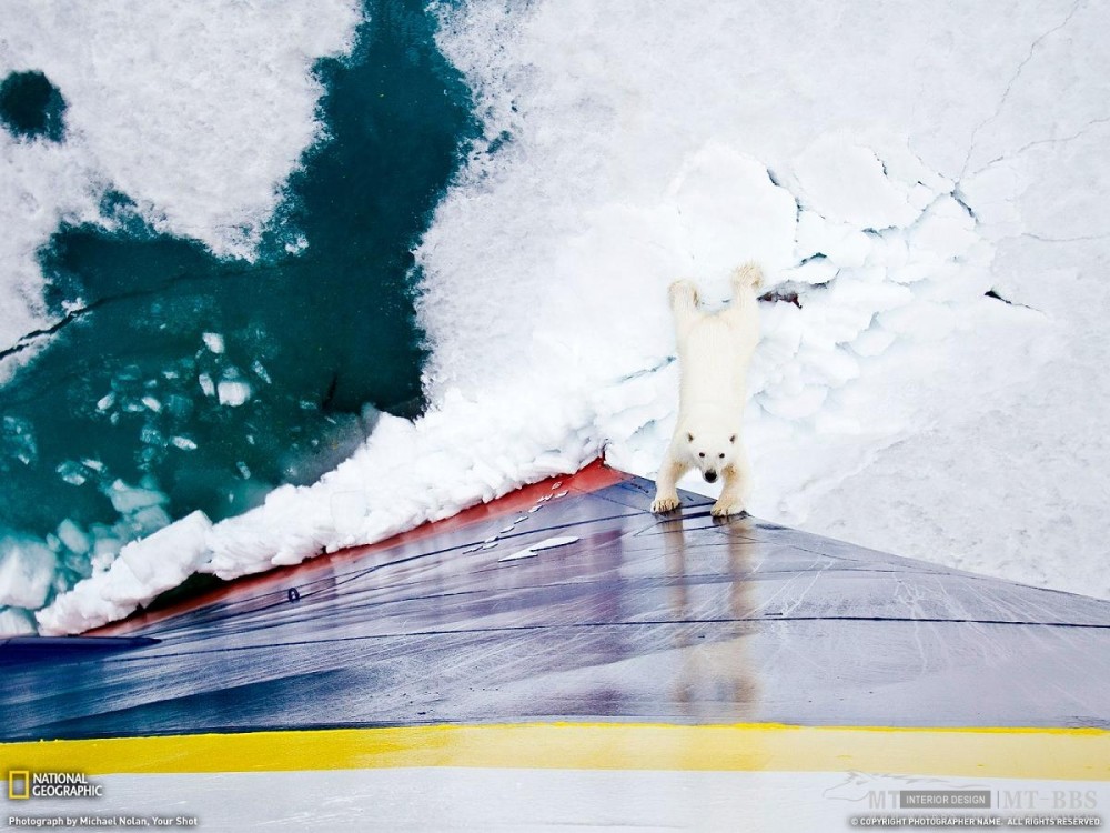 美国国家地理杂志照片精选_北极熊，挪威斯瓦尔巴特群岛.jpg