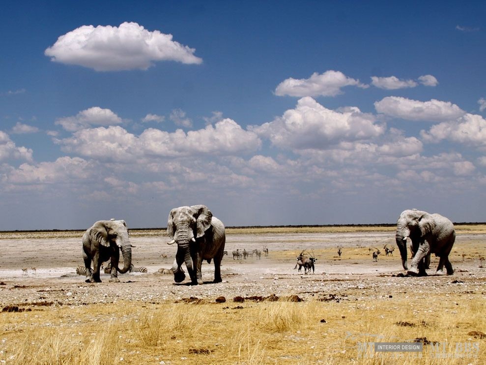 美国国家地理杂志照片精选_大象，纳米比亚.jpg