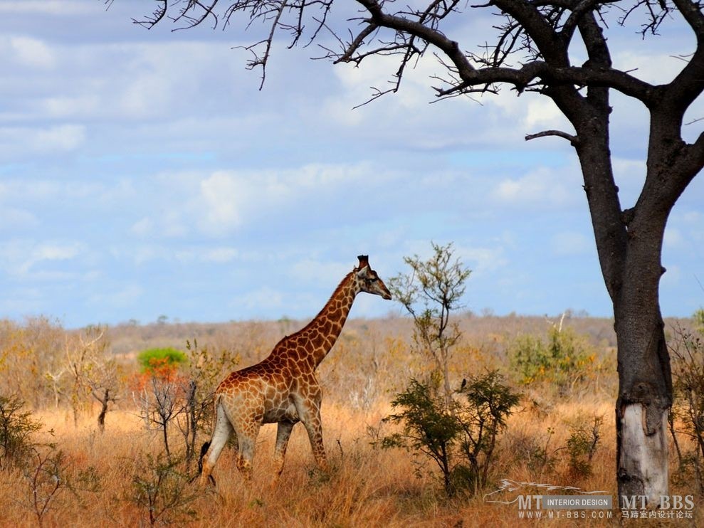 美国国家地理杂志照片精选_高草地上的长颈鹿.jpg