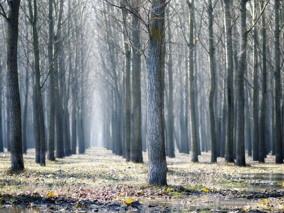 美国国家地理杂志照片精选_塞尔维亚境内伏伊伏丁的树林.jpg