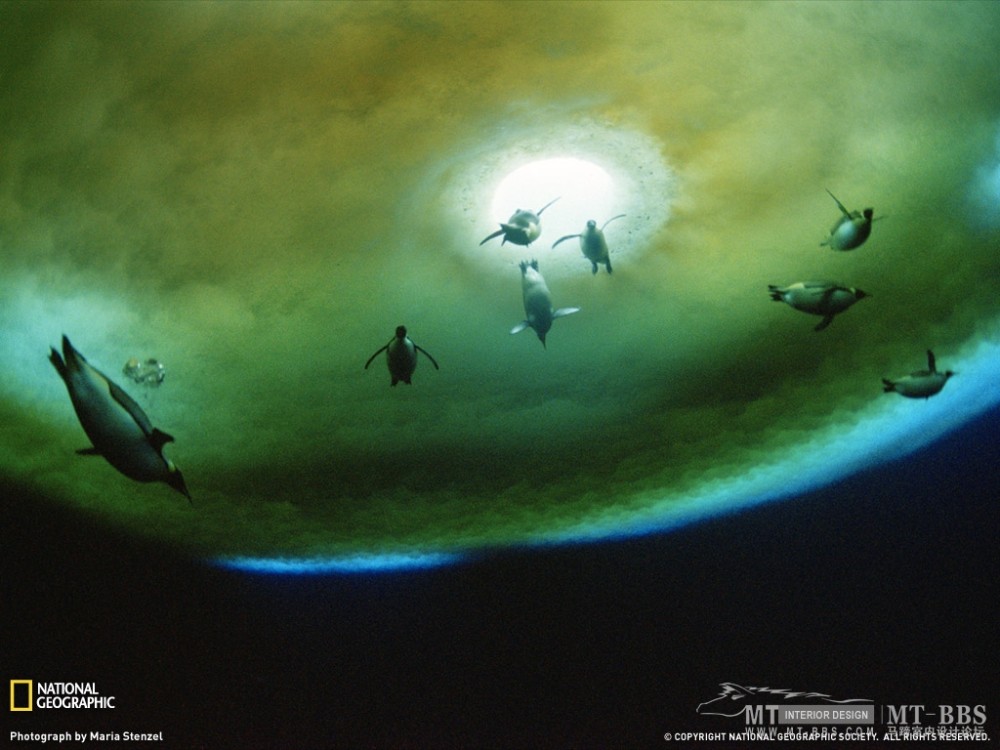 美国国家地理杂志照片精选_水下的企鹅，南极洲.jpg