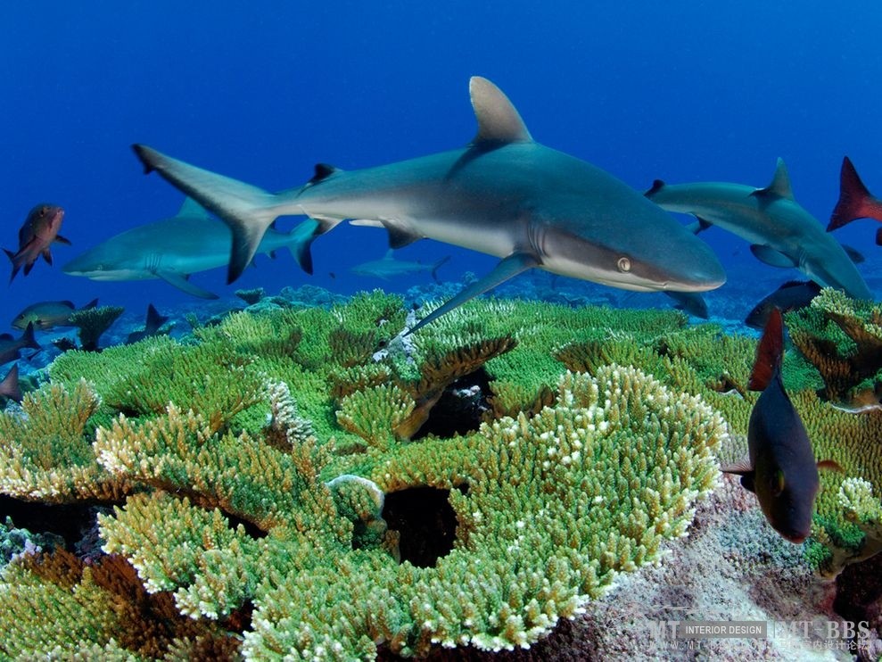 美国国家地理杂志照片精选_在金曼礁游动的灰礁鲨.jpg