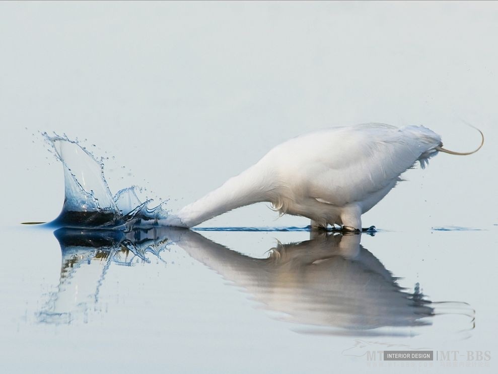 美国国家地理杂志照片精选_正在捕食的大白鹭.jpg