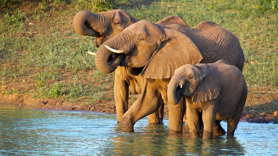 南非Thanda私人禁猎区_003166-17-Elephants.jpg