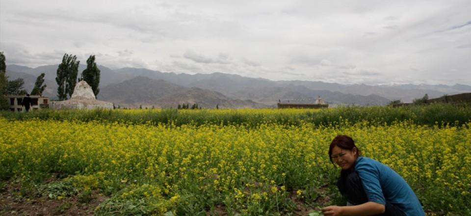 印度沙克蒂-拉达克酒店 shakti-ladakh_21-s1-ladakh-photo-gallery.jpg