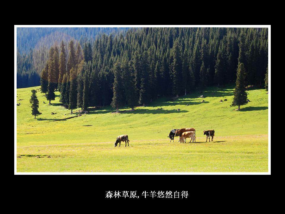 伊黎草原(上)_幻灯片3.JPG