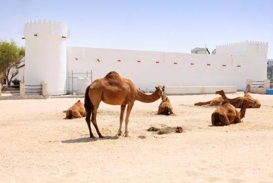 卡塔尔多哈瑞吉酒店 The St. Regis Doha_CamelsoutsideDohafort_lg.jpg