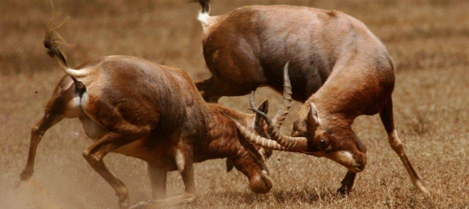 南非东开普省伊丽莎白港香华里野生动物保护区旅馆 Shamwari Game Reserve_DPP_794.jpg