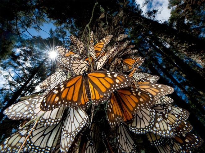 震撼心灵的国家地理杂志摄影_数千只蝴蝶在墨西哥的原始森林中飞翔.jpg