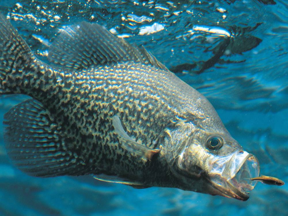 绚丽斑斓的水族世界_12310083.jpg