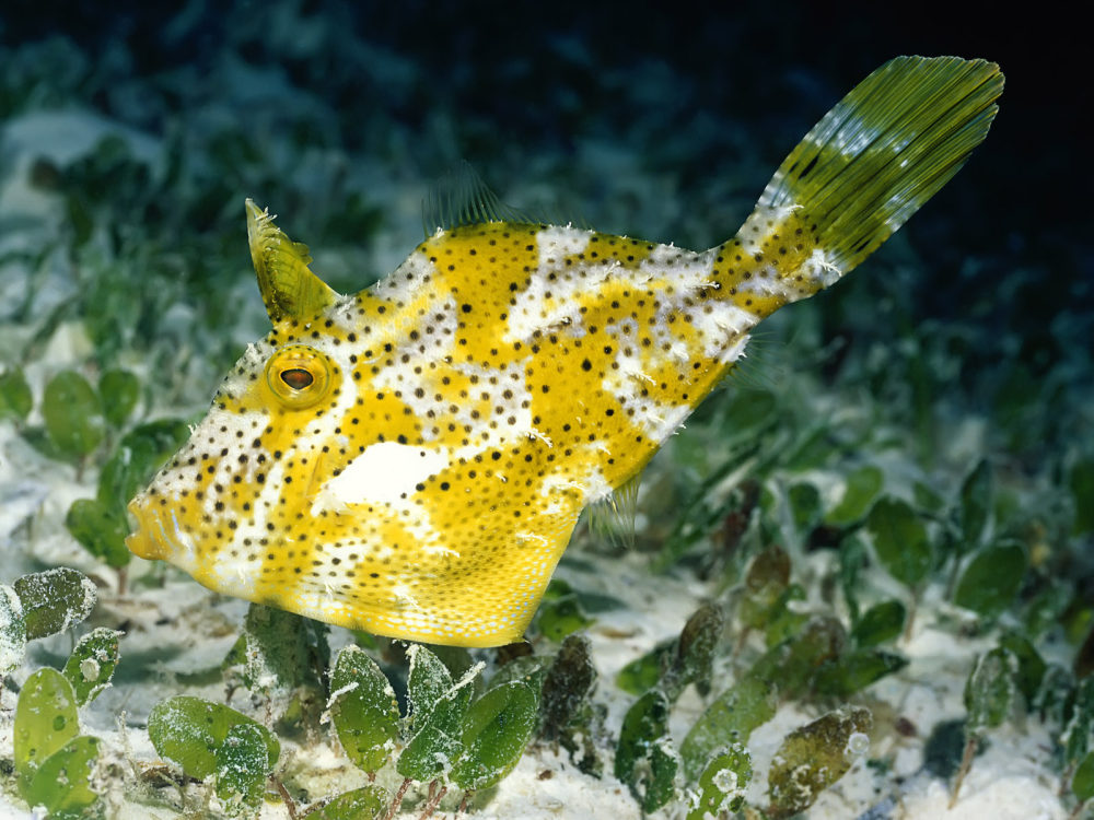 绚丽斑斓的水族世界_12310085.jpg