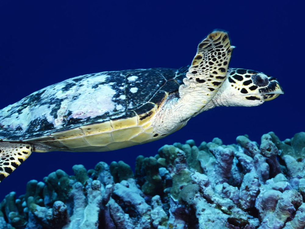 绚丽斑斓的水族世界_12310091.jpg