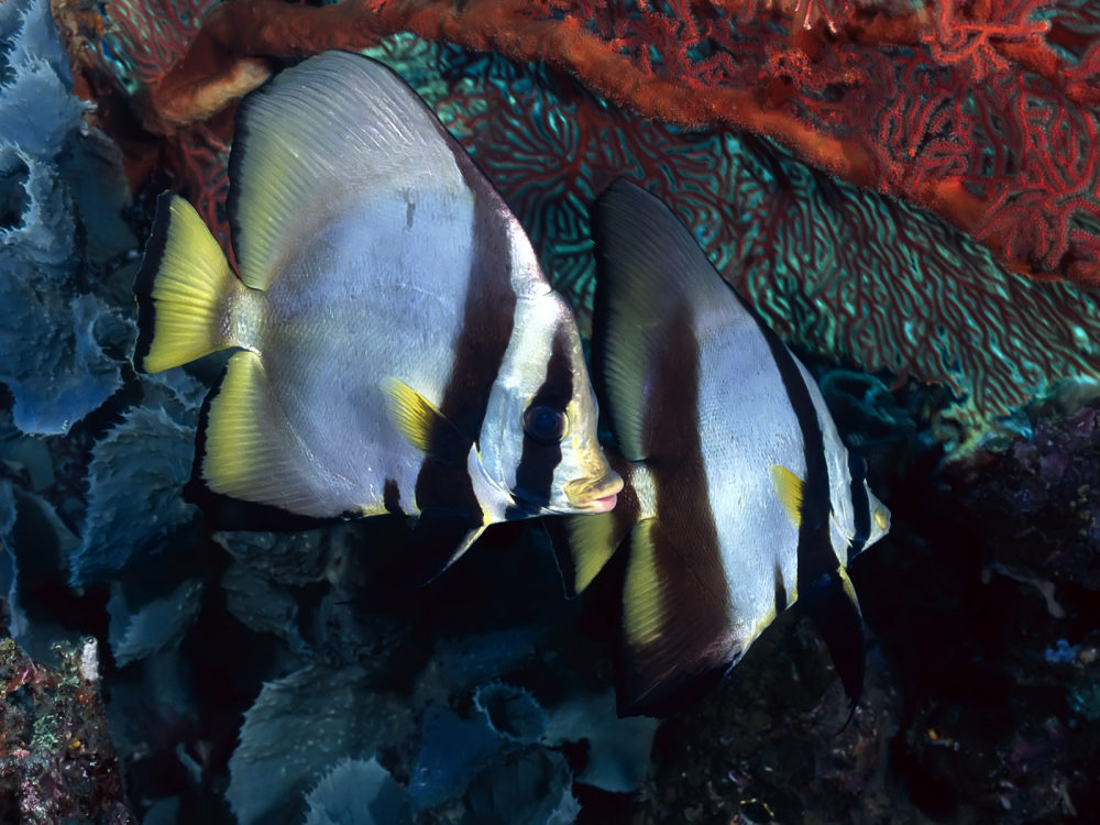 绚丽斑斓的水族世界_12310112.jpg