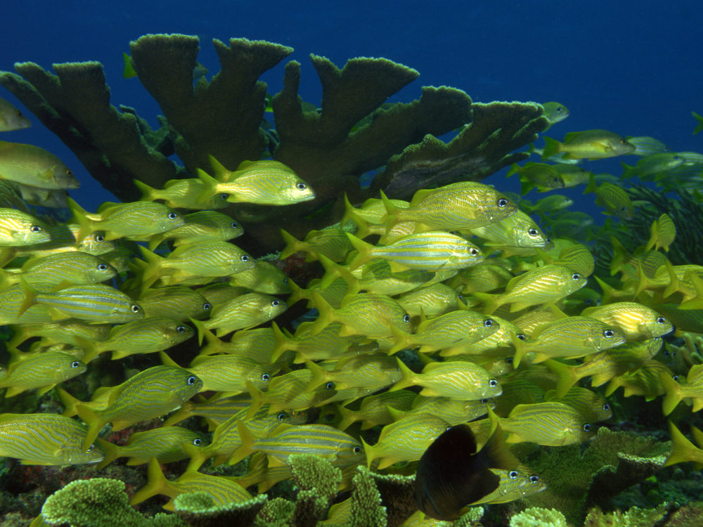 绚丽斑斓的水族世界_12310146.jpg