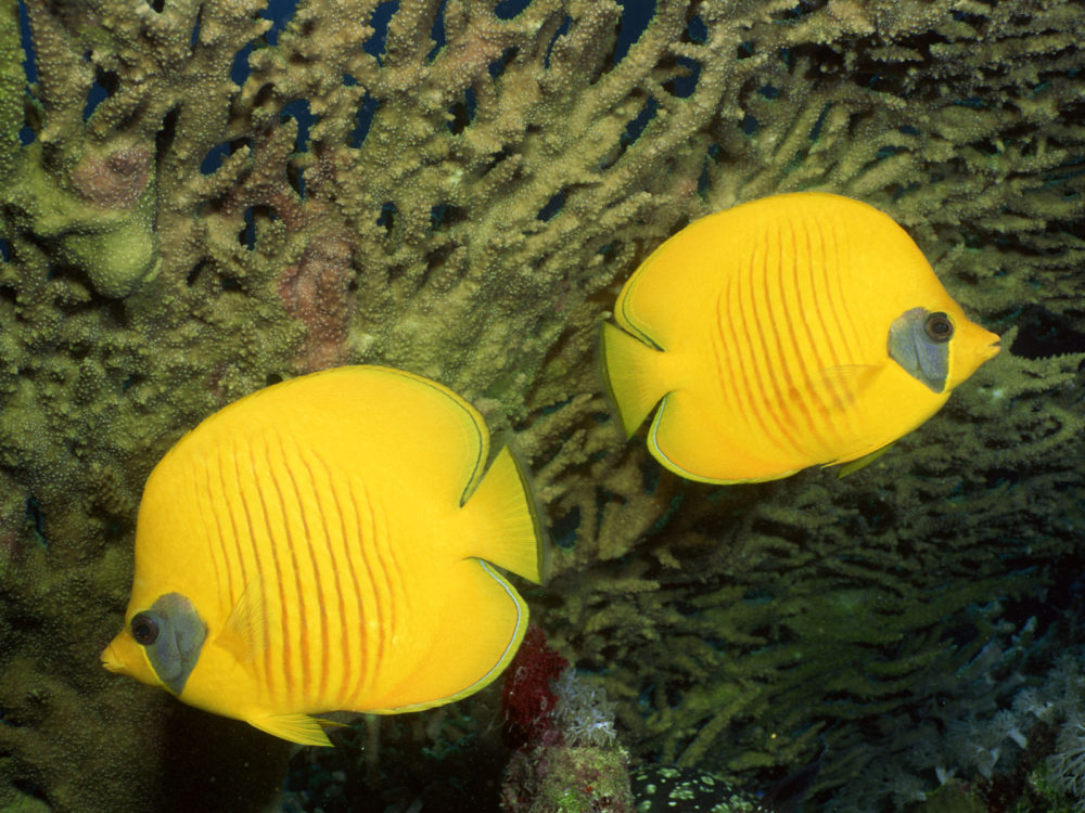 绚丽斑斓的水族世界_12310158.jpg