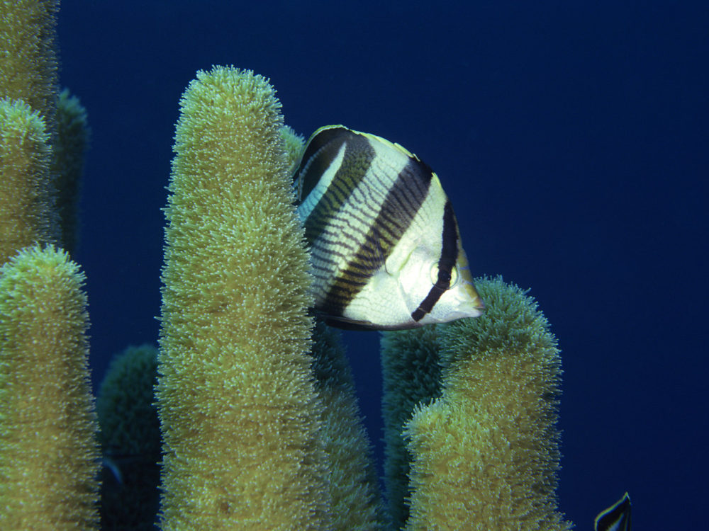 绚丽斑斓的水族世界_12310159.jpg